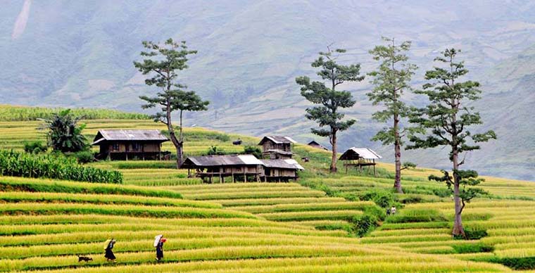 Sapa trekking tour