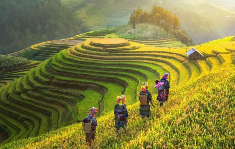 Sapa Trekking Half-Day to Rice Field: Lao Chai to Ta Van